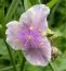 Традесканция Pink Chablis фото