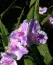 Традесканция Pink Chablis фото