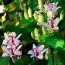 Трициртис Macropoda фото