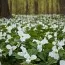 Триллиум Grandiflorum фото