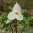 Триллиум Grandiflorum фото