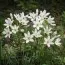 Трителея Hyacinthina фото