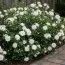 Роза Aspirin Rose (Обильноцветущий) фото
