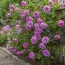 Роза плетистая Violette Parfume фото