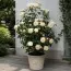 Роза Cream Abundance фото