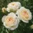 Роза Cream Abundance фото