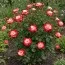 Роза Double Delight фото