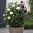 Микс Роз Red and White фото