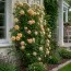 Роза плетистая Ginger Syllabub фото