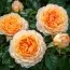 Роза плетистая Ginger Syllabub фото