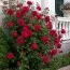 Роза Red Eden Rose фото