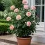 Роза Souvenir de Baden-Baden (Гигантский цветок) фото