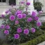 Роза Violette Parfume фото
