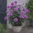 Роза Violette Parfume фото