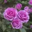 Роза Violette Parfume фото