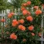 Роза Westerland фото