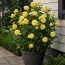 Роза Yellow Meilove фото