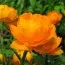Купальница Orange Princess фото