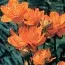 Купальница Orange Princess фото