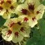 Настурция Orchid Cream фото