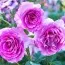 Роза плетистая Violette Parfume фото
