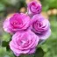 Роза плетистая Violette Parfume фото