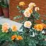 Роза Doris Tijsterman фото