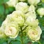 Роза Lovely Green фото