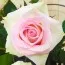 Роза Ragazza фото