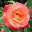 Роза Vendee Imperiale фото