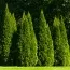 Туя Dziak фото