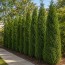 Туя Malonyana фото
