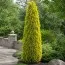 Туя Malonyana Aurea фото