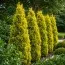 Туя Malonyana Aurea фото