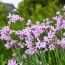 Тюльбагия Violacea фото