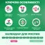 Тюльпан Ivory Proud фото
