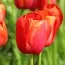 Тюльпан Avignon фото