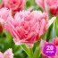 Тюльпан Crispion Sweet 20 шт/уп фото