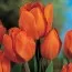 Тюльпан Orange Bouquet 30 шт/уп фото