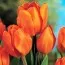 Тюльпан Orange Bouquet фото