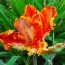 Тюльпан Parrot Orange фото