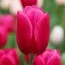Тюльпан Pink Ardour фото