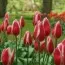 Тюльпан Spring Surprise фото
