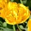 Тюльпан Yellow Pomponnet 50 фото