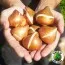 Тюльпан Match фото