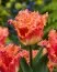 Тюльпан Joint Division  фото