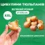 Тюльпан David Teniers фото