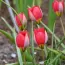 Тюльпан Humilis Red Beauty фото