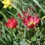 Тюльпан Humilis Red Beauty фото