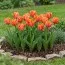 Тюльпан Amazing Parrot фото